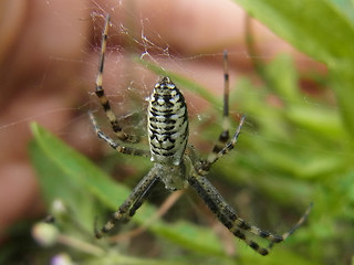 Argiope bruennichi