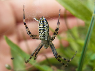 Argiope bruennichi