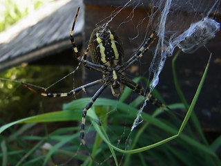 Argiope bruennichi