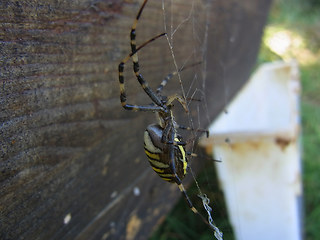 Argiope bruennichi