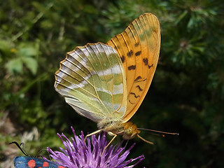 Argynnis paphia