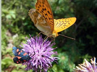 Argynnis paphia