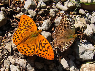 Argynnis paphia