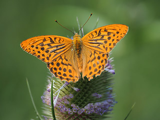 Argynnis paphia