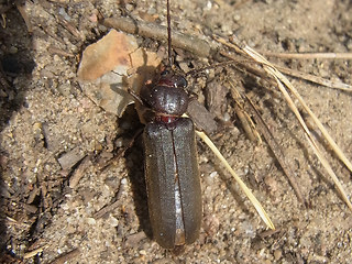 Arhopalus rusticus