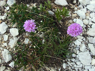 Armeria alpina