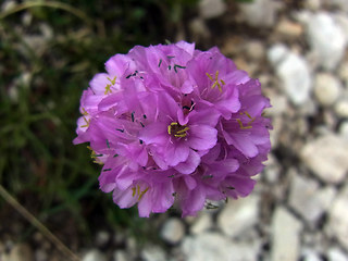 Armeria alpina