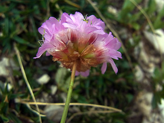 Armeria alpina