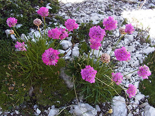 Armeria alpina