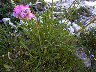 Armeria alpina