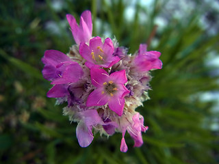 Armeria alpina