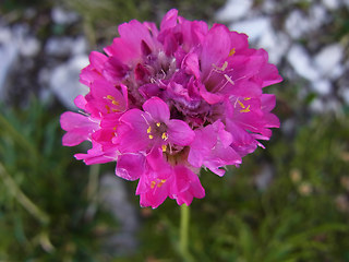 Armeria alpina