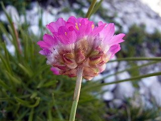 Armeria alpina