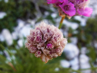 Armeria alpina