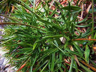 Armeria alpina