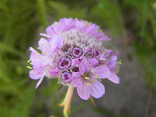 Armeria maritima ssp. elongata