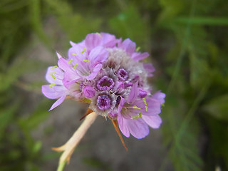 Armeria maritima ssp. elongata