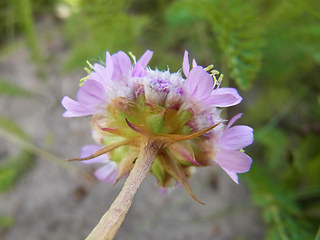 Armeria maritima ssp. elongata