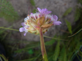 Armeria maritima ssp. elongata