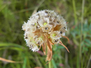 Armeria maritima ssp. elongata