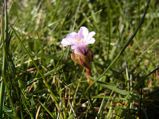 Armeria maritima ssp. maritima