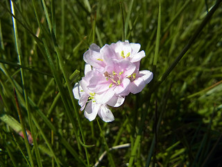 Armeria maritima ssp. maritima