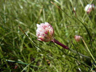 Armeria maritima ssp. maritima