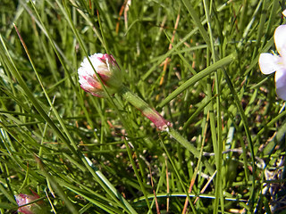 Armeria maritima ssp. maritima