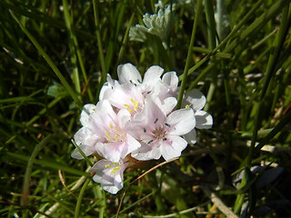 Armeria maritima ssp. maritima