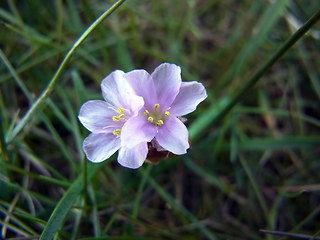 Armeria maritima ssp. maritima