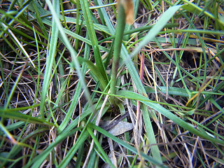 Armeria maritima ssp. maritima