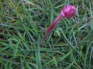 Armeria maritima ssp. maritima