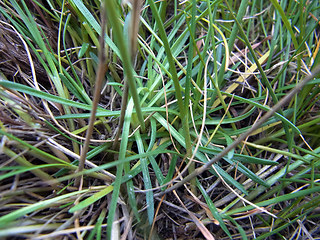 Armeria maritima ssp. maritima