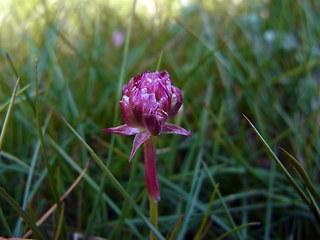 Armeria maritima ssp. maritima