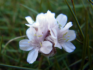 Armeria maritima ssp. maritima