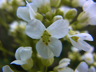 Armoracia rusticana