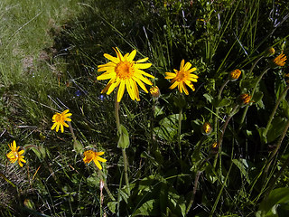 Arnica montana