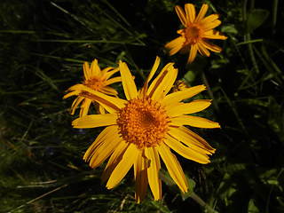 Arnica montana