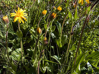 Arnica montana