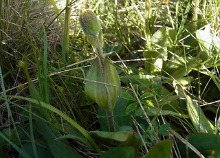 Arnica montana