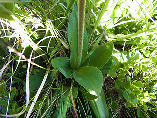 Arnica montana