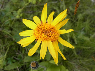 Arnica montana