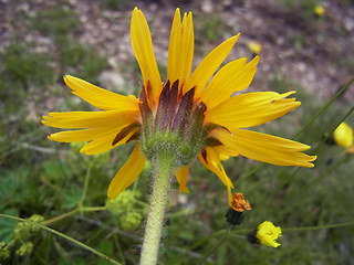 Arnica montana