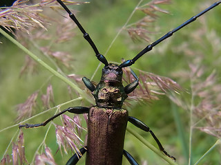 Aromia moschata
