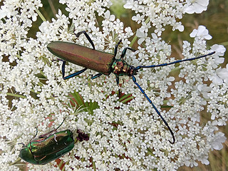 Aromia moschata