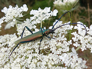 Aromia moschata