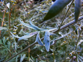 Artemisia absinthium