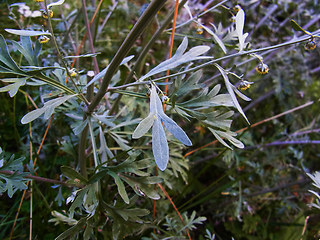 Artemisia absinthium