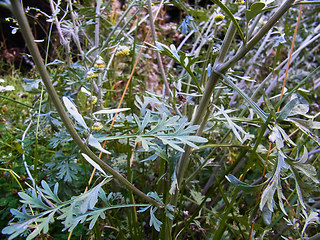 Artemisia absinthium