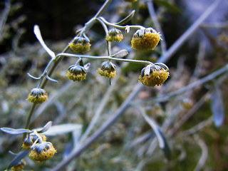 Artemisia absinthium